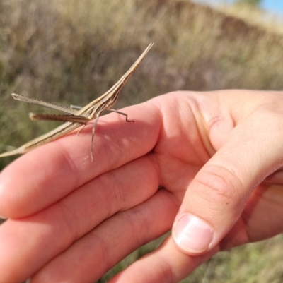 Acrida conica (Giant green slantface) at Lawson North Grasslands - 15 Feb 2023 by EmilySutcliffe