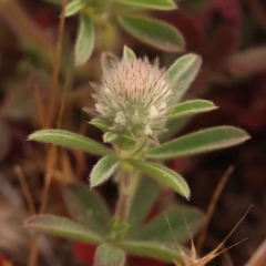 Trifolium arvense var. arvense (Haresfoot Clover) at O'Connor, ACT - 3 Oct 2023 by ConBoekel