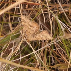 Scopula rubraria (Reddish Wave, Plantain Moth) at O'Connor, ACT - 3 Oct 2023 by ConBoekel