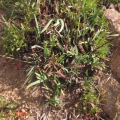 Lomandra filiformis subsp. coriacea (Wattle Matrush) at Hawker, ACT - 15 Sep 2023 by pinnaCLE
