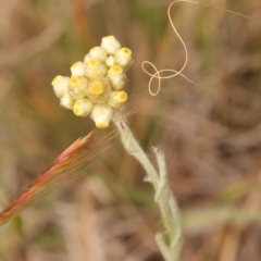 Pseudognaphalium luteoalbum (Jersey Cudweed) at O'Connor, ACT - 3 Oct 2023 by ConBoekel