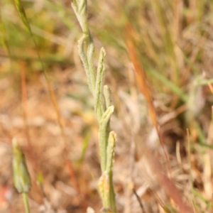 Pseudognaphalium luteoalbum at O'Connor, ACT - 3 Oct 2023 10:04 AM