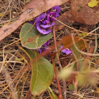 Hardenbergia violacea (False Sarsaparilla) at O'Connor, ACT - 2 Oct 2023 by ConBoekel