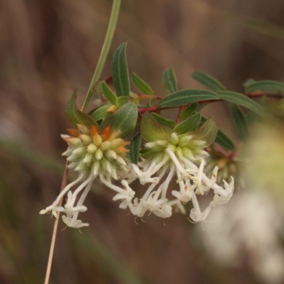 Pimelea linifolia subsp. linifolia (Queen of the Bush, Slender Rice-flower) at O'Connor, ACT - 3 Oct 2023 by ConBoekel