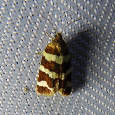 Subfurcatana subfurcatana (A Tortricid moth) at Braidwood, NSW - 3 Oct 2023 by MatthewFrawley