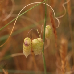 Briza maxima (Quaking Grass, Blowfly Grass) at O'Connor, ACT - 3 Oct 2023 by ConBoekel