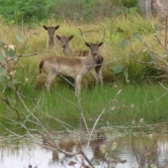 Dama dama (Fallow Deer) at Molonglo River Reserve - 1 Oct 2023 by TonyWillis