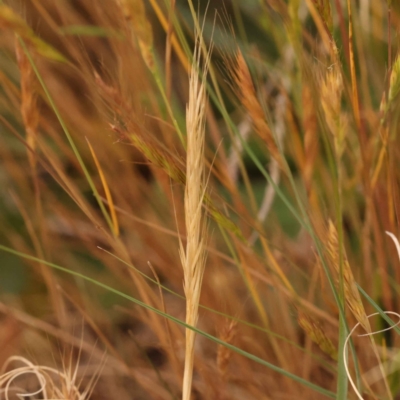 Vulpia bromoides (Squirrel-tail Fescue, Hair Grass) at O'Connor, ACT - 2 Oct 2023 by ConBoekel