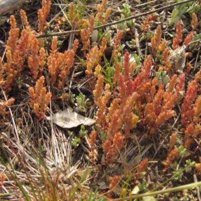 Crassula sieberiana (Austral Stonecrop) at Hawker, ACT - 15 Sep 2023 by pinnaCLE