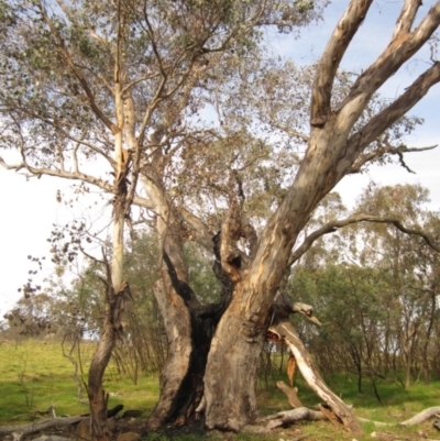 Eucalyptus blakelyi (Blakely's Red Gum) at The Pinnacle - 15 Sep 2023 by pinnaCLE