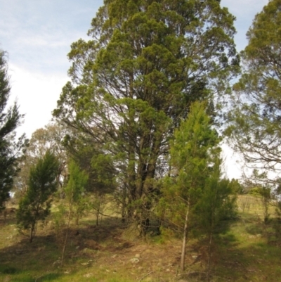 Callitris endlicheri (Black Cypress Pine) at Hawker, ACT - 15 Sep 2023 by pinnaCLE