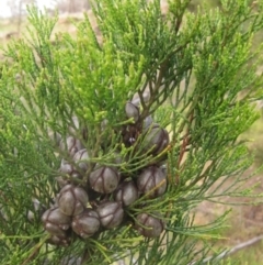 Callitris endlicheri at Hawker, ACT - 15 Sep 2023