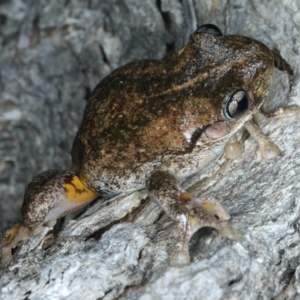 Litoria peronii at Majura, ACT - 3 Oct 2023