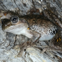 Litoria peronii at Majura, ACT - 3 Oct 2023