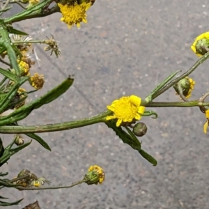 Senecio madagascariensis at Braddon, ACT - 4 Oct 2023