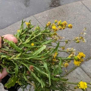 Senecio madagascariensis at Braddon, ACT - 4 Oct 2023 03:28 PM