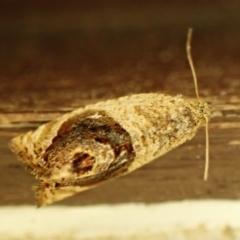 Acroceuthes metaxanthana (Dog-faced Bell Moth) at Cook, ACT - 3 Oct 2023 by CathB