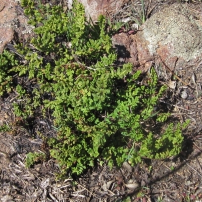 Cheilanthes sieberi (Rock Fern) at Hawker, ACT - 16 Sep 2023 by pinnaCLE