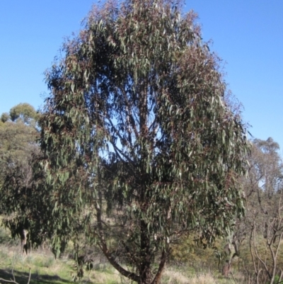 Eucalyptus globulus subsp. bicostata (Southern Blue Gum, Eurabbie) at The Pinnacle - 24 Sep 2023 by pinnaCLE