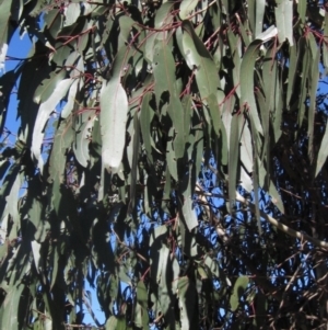 Eucalyptus globulus subsp. bicostata at The Pinnacle - 24 Sep 2023 03:15 PM