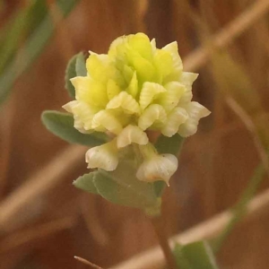 Trifolium campestre at O'Connor, ACT - 3 Oct 2023 10:10 AM