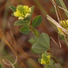 Trifolium campestre at O'Connor, ACT - 3 Oct 2023