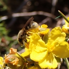 Lasioglossum (Chilalictus) sp. (genus & subgenus) (Halictid bee) at Cook, ACT - 29 Sep 2023 by CathB