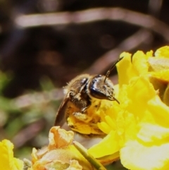 Lasioglossum (Chilalictus) sp. (genus & subgenus) at Cook, ACT - 29 Sep 2023