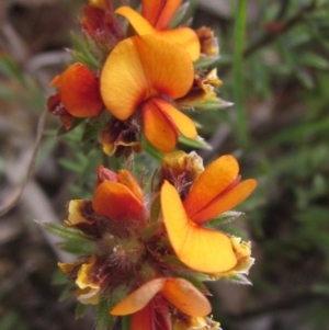 Pultenaea subspicata at Belconnen, ACT - 27 Sep 2023 02:55 PM