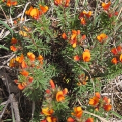 Pultenaea subspicata at Belconnen, ACT - 27 Sep 2023