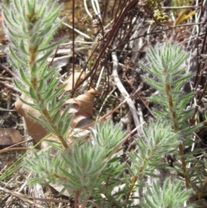 Pultenaea subspicata at Belconnen, ACT - 27 Sep 2023