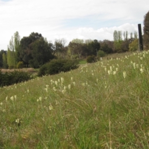 Stackhousia monogyna at Belconnen, ACT - 27 Sep 2023