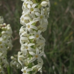 Stackhousia monogyna at Belconnen, ACT - 27 Sep 2023 02:45 PM