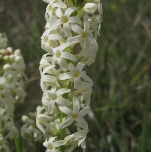 Stackhousia monogyna at Belconnen, ACT - 27 Sep 2023