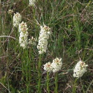 Stackhousia monogyna at Belconnen, ACT - 27 Sep 2023