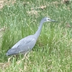 Egretta novaehollandiae (White-faced Heron) at Florey, ACT - 3 Oct 2023 by rbannister