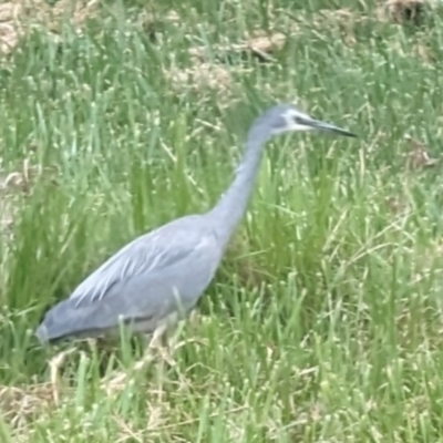 Egretta novaehollandiae (White-faced Heron) at Florey, ACT - 2 Oct 2023 by rbannister