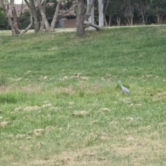 Egretta novaehollandiae at Florey, ACT - 3 Oct 2023