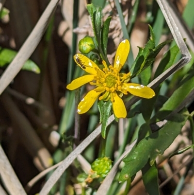 Ranunculus papulentus (Large River Buttercup) at Crace, ACT - 30 Sep 2023 by rbannister