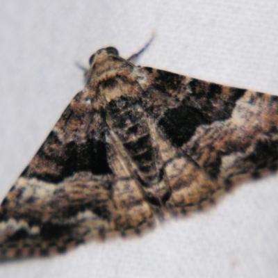 Aporoctena scierodes (Buff-tinted Geometrid) at Sheldon, QLD - 31 Aug 2007 by PJH123