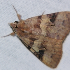 Avatha discolor (Dimorphic Statusmoth) at Sheldon, QLD - 31 Aug 2007 by PJH123