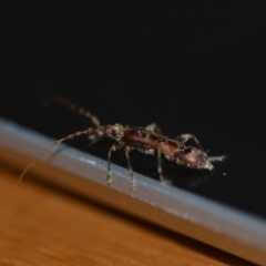 Tessaromma undatum at Wamboin, NSW - 4 Jul 2021