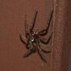 Unidentified Spider (Araneae) at Wamboin, NSW - 12 Jul 2021 by natureguy