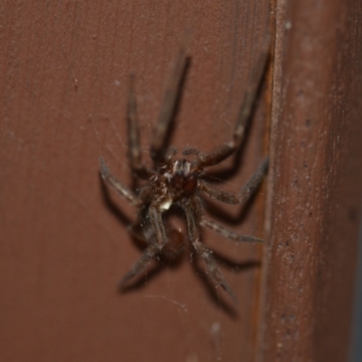 Unverified Spider (Araneae) at Wamboin, NSW - 12 Jul 2021 by natureguy