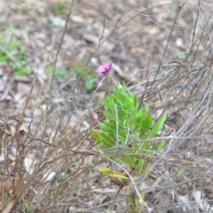 Dimorphotheca ecklonis at Wamboin, NSW - 26 Aug 2021 12:19 PM