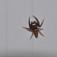 Opisthoncus sp. (genus) (Unidentified Opisthoncus jumping spider) at Wamboin, NSW - 2 Sep 2021 by natureguy