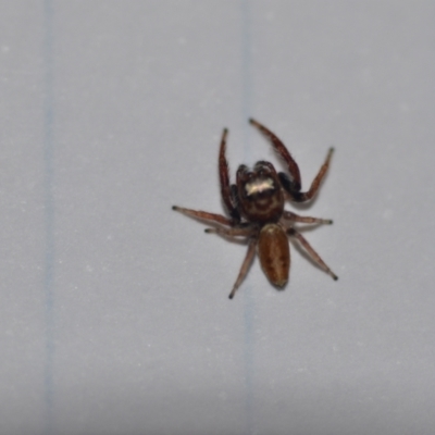 Opisthoncus sp. (genus) (Opisthoncus jumping spider) at Wamboin, NSW - 2 Sep 2021 by natureguy