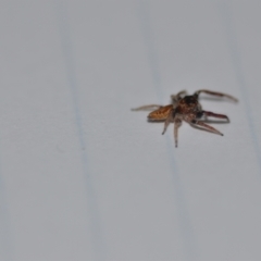 Opisthoncus sp. (genus) at Wamboin, NSW - 2 Sep 2021