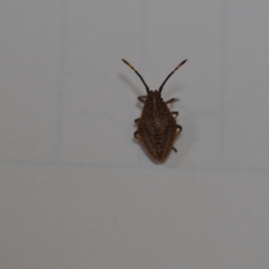 Omyta centrolineata at Wamboin, NSW - 7 Sep 2021 12:21 PM