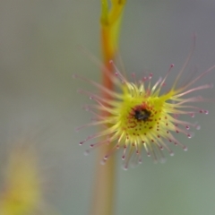 Drosera auriculata (Tall Sundew) at Wamboin, NSW - 20 Sep 2021 by natureguy